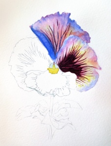 Watercolor Pansy Painting by Barbara Bromley a.k.a. artfulbarb on artfulpassages.com
