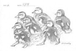 duckling-sketch-P1