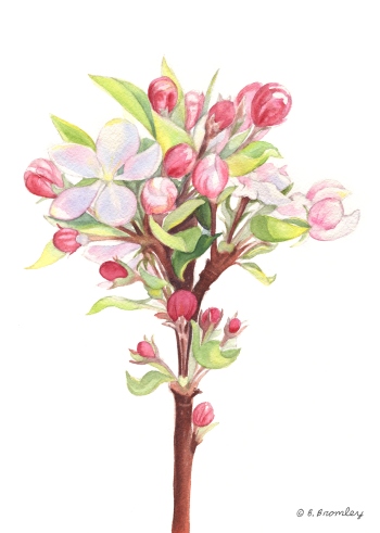 #46 Apple Blossom